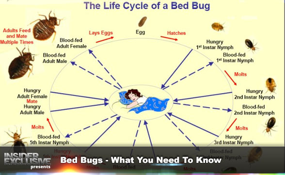 Bed Bugs - What You Need To Know